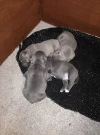Amstaff  Štěňátka s pp